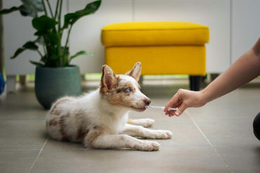 Eco-Friendly Pet Care: Because They Deserve the Best